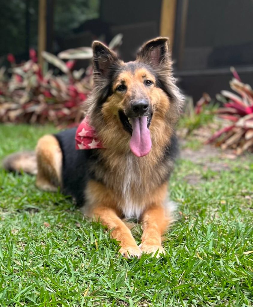 a dog we pet sit for in the orlando area