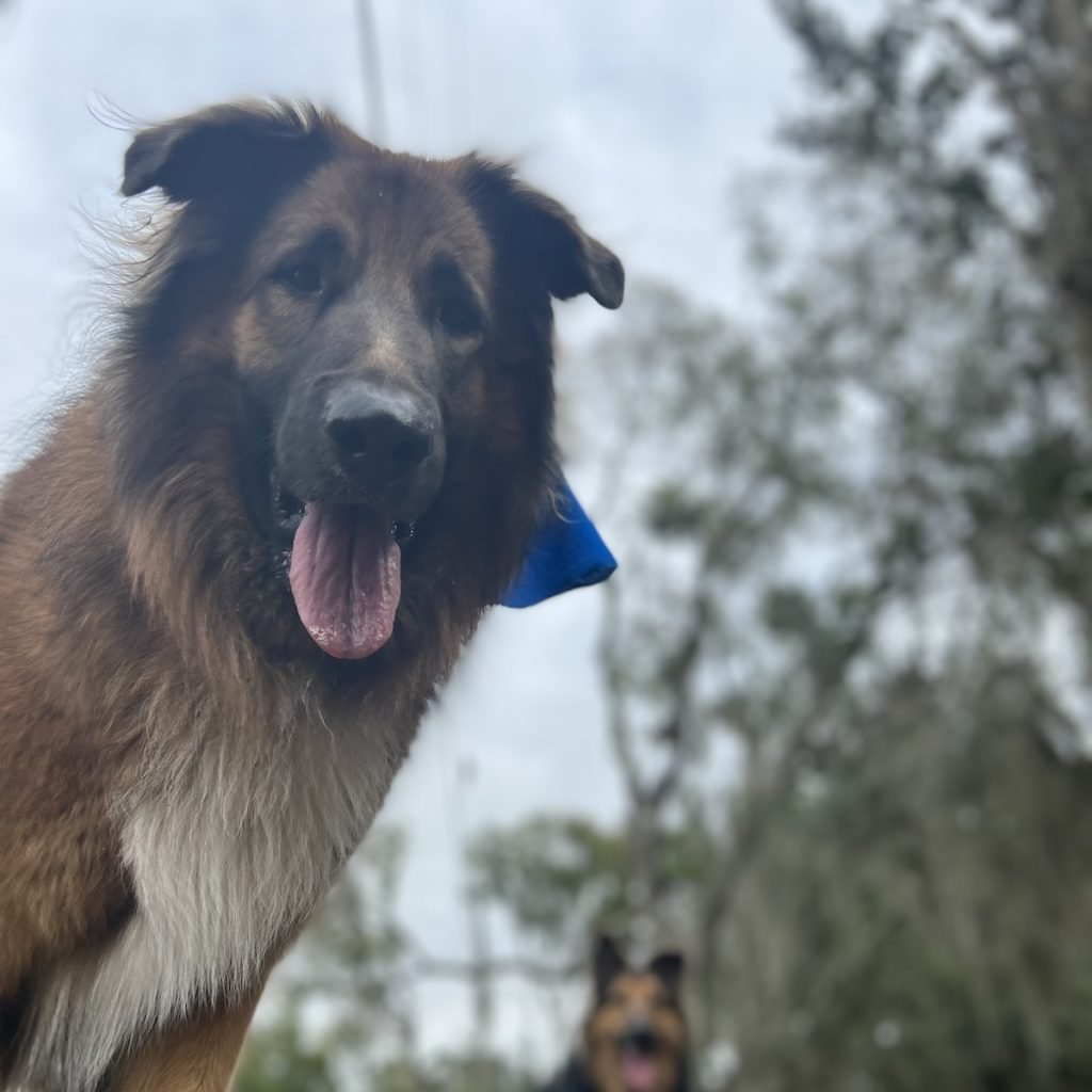 german sheperds we walk