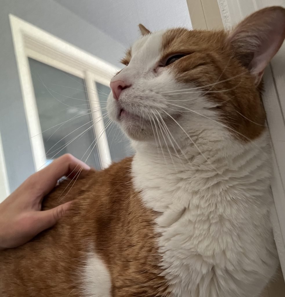 scratching a cat we petsit for