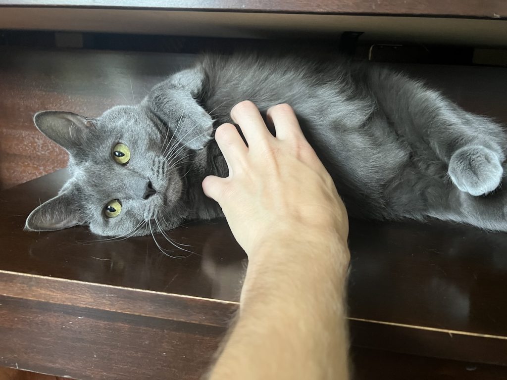 a cat we petsit for
