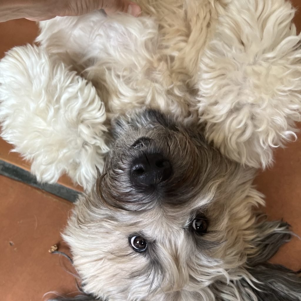 a dog we petsit rolling on its back