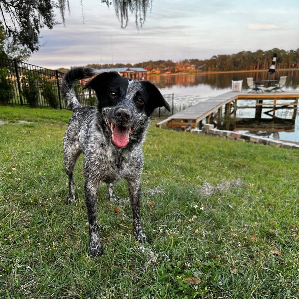 a dog we watch at the lake