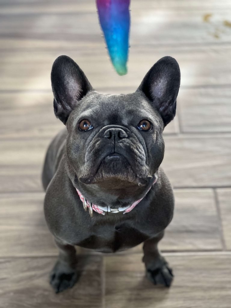 a french bulldog we petsit for