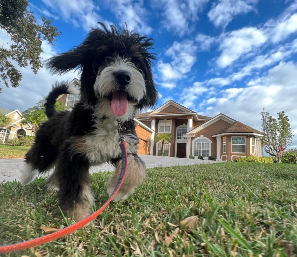 walking a dog in our neighborhood