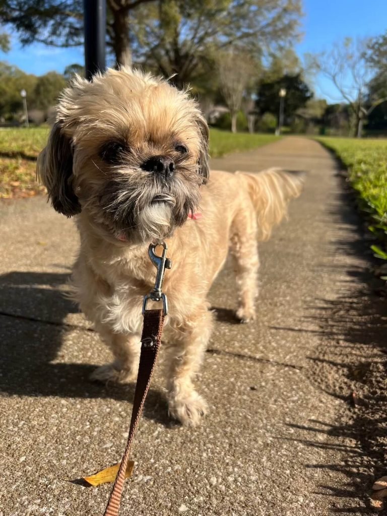walking one of our clients dogs on a sidewalk